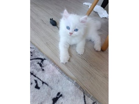 Beyaz iran kedisi pamuklar