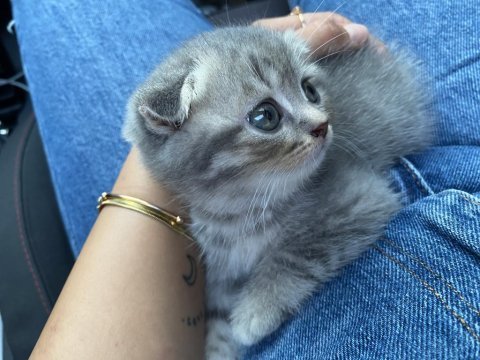 1 aylık scottish fold miayı sahiplendirmek istiyorum