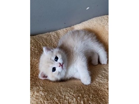 Lilac golden british shorthair dişi yavru