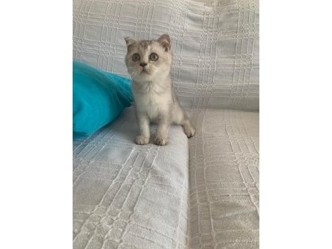 Yuva arıyoruz british shorthair