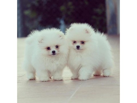 Pomeranian boo yavruları