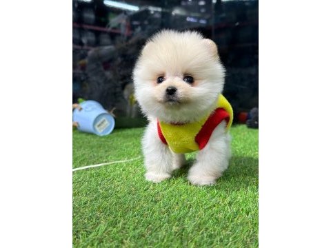 Pomeranian boo bebekler iyisi değil en iyisi