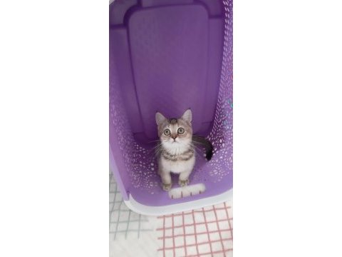 Black golden british shorthair prenses