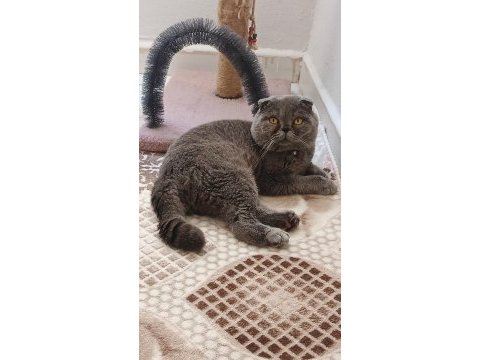 Scottish fold yavru kedimiz