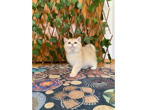 British shorthair golden ny12 dişi