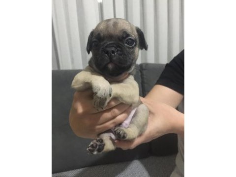 Blue merle black tan fawn french bulldog yavrular