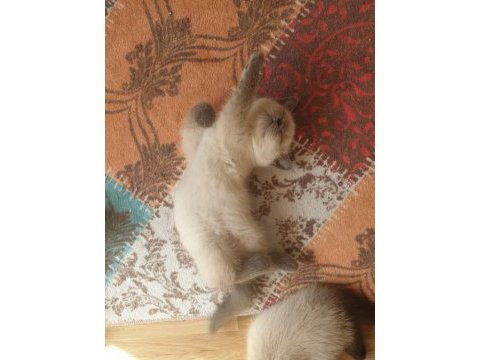 Güzeller güzeli british blue point yavru