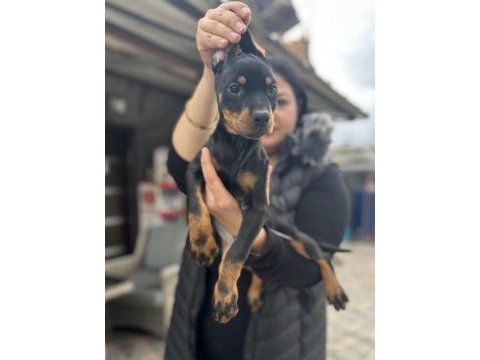 Şecereli king doberman yavrularım