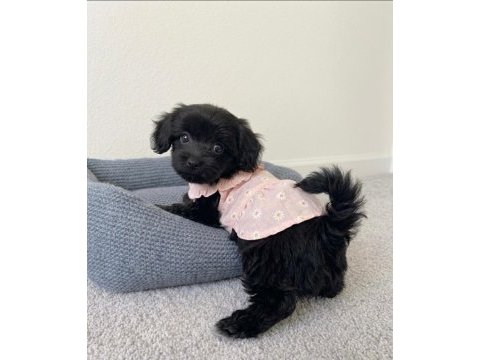 Toy poodle black yavrular