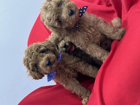 Toy poodle bebeklerim