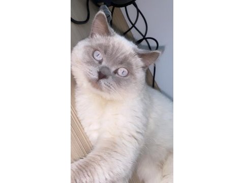 Blue point scottish fold