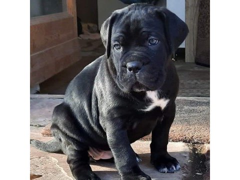 Tank gibi cane corso yavruları