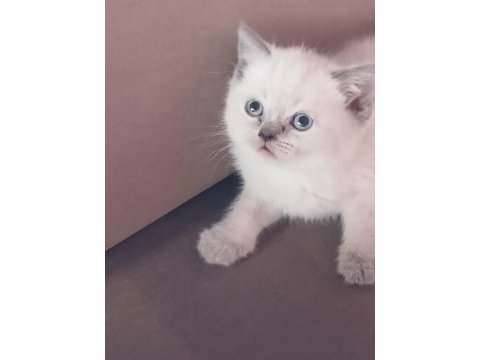Bebek kedilerimiz yuva arıyor