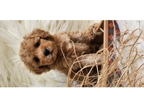 Veteriner teknikerinden toy poodle