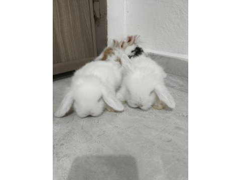 Safkan hollanda lop tavşanı bebekler