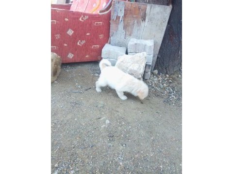 1 5 buçuk aylık yavrular