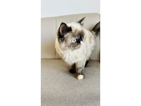 Kısır pars kedisi leona ve kızı sakin chinchilla oreo