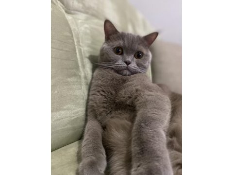 Luna 4 yaşında dişi kısır kedimiz