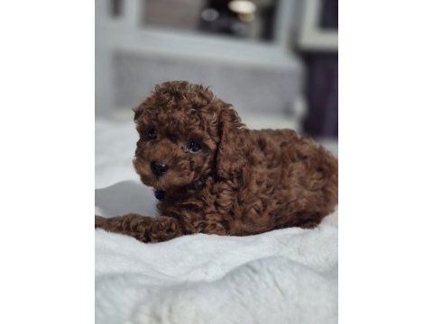 Toy poodle yavrular