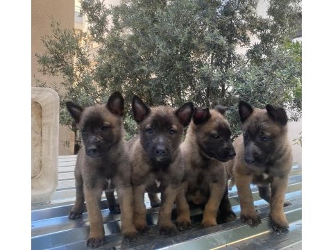 Belçika malinois kurdu yavrularımız
