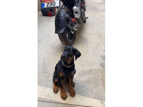2 aylık 14-16 kg 2 erkek iri ve kalın doberman arayana