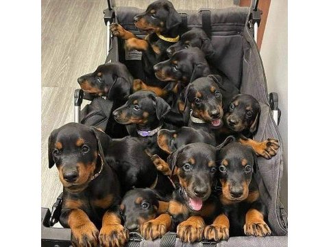 Sceli ırkının en iyisi doberman yavrular
