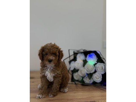 Toy poodle wc pet eğitimli yavrumuz yeni yuvasına hazır