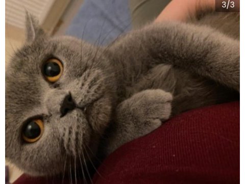 1.5 yaşında dişi british shorthair (1 haftası kaldı)