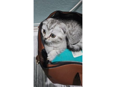 Scottish fold silver tabby