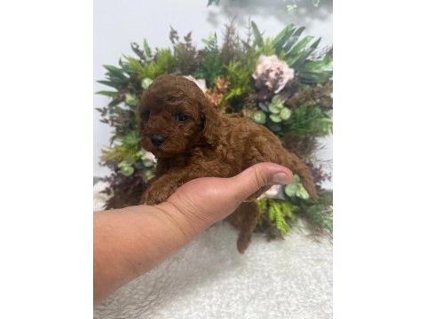 Erkek red brown kore poodle yavrularım