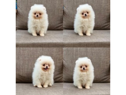 Pomeranian boo köpeğimiz orjinal