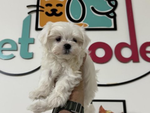 Tea cup kore man maltese ziyarete açık