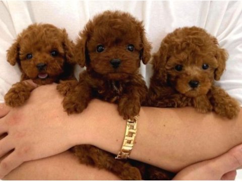 Toy poodle yavruları red renk erkek ve dişi seçenekleri