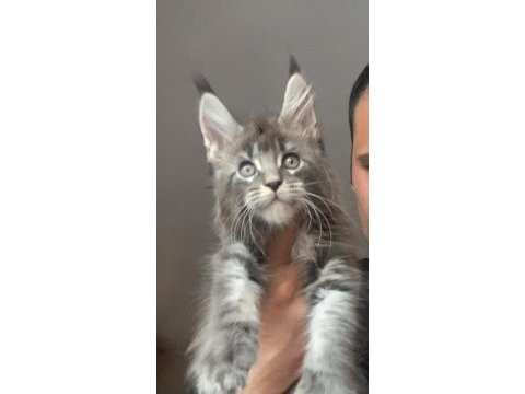 Xxxl erkek ufak vaşak gibi maine coon