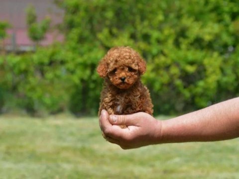 İzmir bornova toy poodle