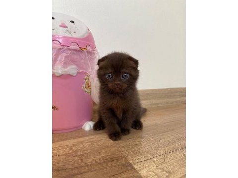 Çikolata renkli scottish fold yavrumuz yuvasını arıyor