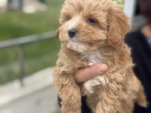 Kore maltipoo yavrularımızı görüp ala bilirsiniz