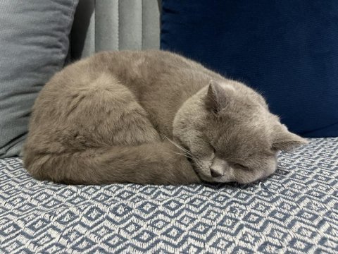 British shorthair ziya ya eş arıyoruz