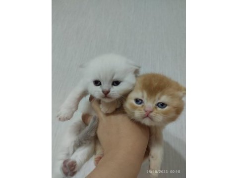 Orjinal safkan british shorthair yavrular