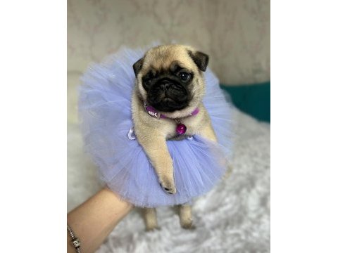 A kalite pug mops puppies eğitimli