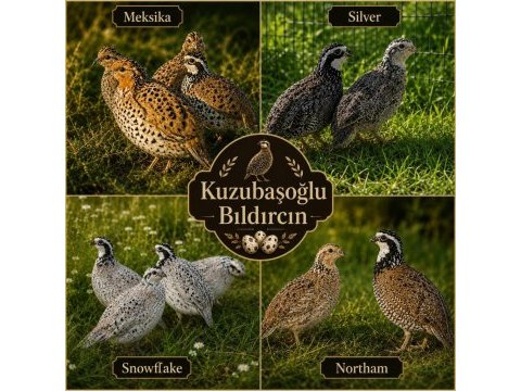 Kuluçkalık yumurta