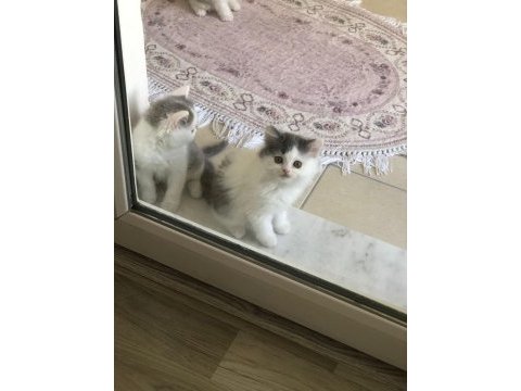 2 aylık british longhair ve british shorthair yavru
