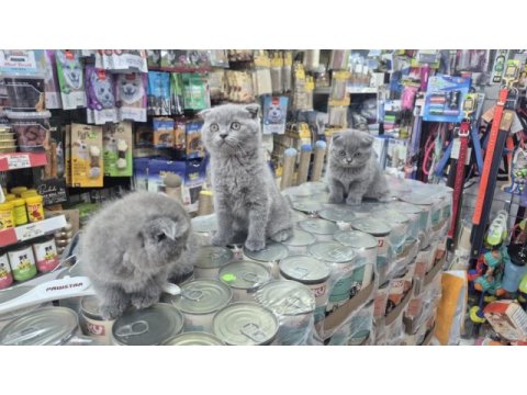 Son kalan scottish fold yavrumuz yeni yuvasını bekliyor
