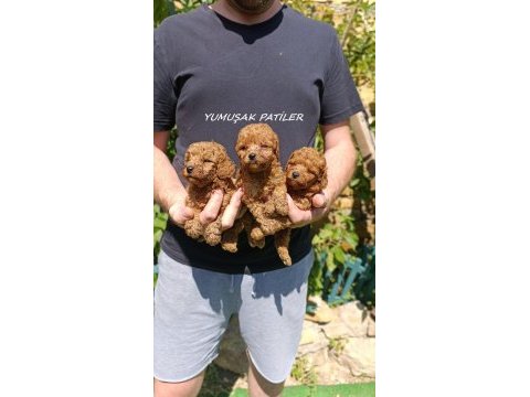 Toy poodle dişi - erkek