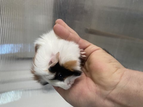 Guinea pig yavrular
