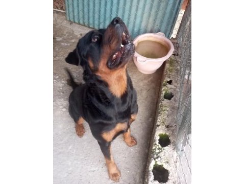 Koca kafa macar rottweiler