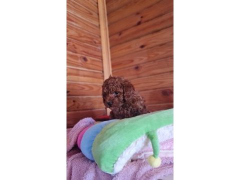 Red brown toy poodle yavru