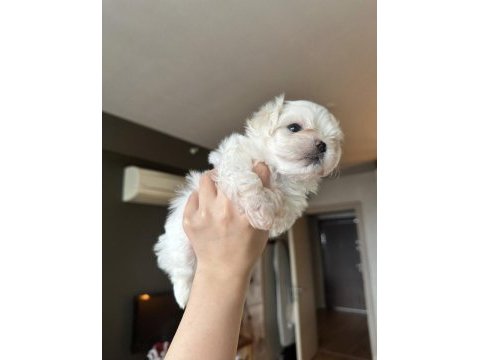 Safkan maltese yavru dişi erkek