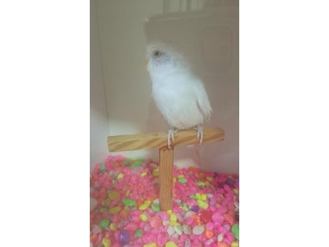 Albino kırmızı göz dişi muhabbet kuşumuz