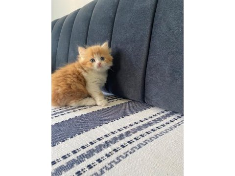 Güzeller güzeli prens ve prenses kediler